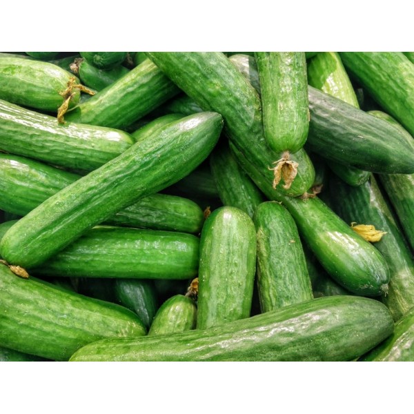 Cucumber - Organically Grown